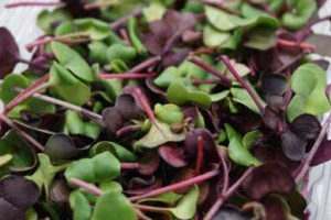 Community Garden Market food