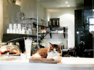 Kattencafé Op Z'n Kop