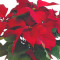 6.5 Red Poinsettia