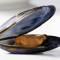 1/2Lb Black Mussel