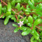 Purslane